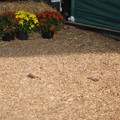 DSC00174.JPG