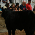 IMG_1335.JPG