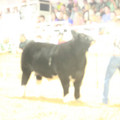 IMG_1455.JPG