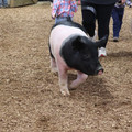 IMG_3352.JPG