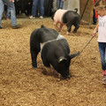 IMG_3353.JPG