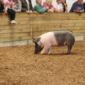 IMG_3360.JPG