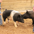 IMG_3361.JPG
