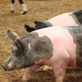 IMG_3369.JPG