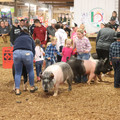 IMG_3376.JPG