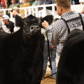IMG_1642.JPG