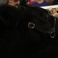 IMG_1650.JPG