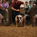 IMG_1736.JPG