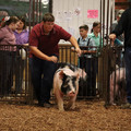 IMG_1738.JPG
