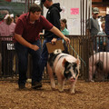 IMG_1739.JPG