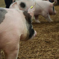 IMG_1762.JPG