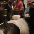 IMG_1799.JPG