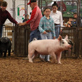 IMG_1812.JPG