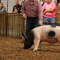 IMG_1842.JPG