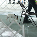 IMG_9175.JPG